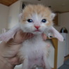 捨て猫　ミケ猫っぽい　生まれたて サムネイル5