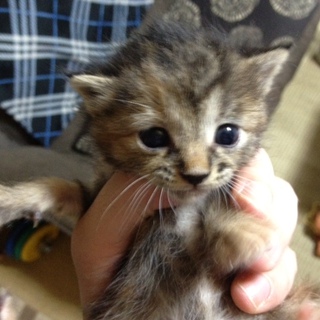 子猫の里親募集！（東京近郊です）