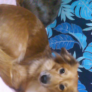 里親様を探しています