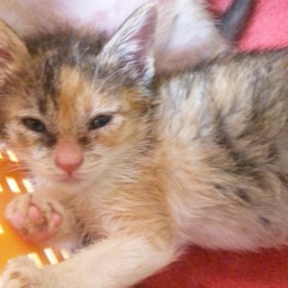 里親を探しています