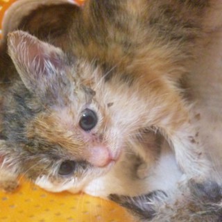 無事決まりました。ありがとうございました。