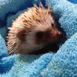 ハリネズミ　メス2匹　（たくさんのお申し込みありがとうございました）