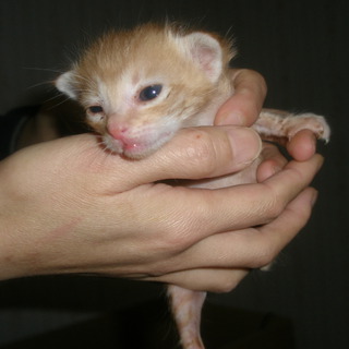 赤ちゃん猫里親募集