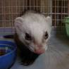 フェレットの里親募集 サムネイル2