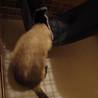 フェレットの里親募集 サムネイル4