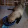 フェレットの里親募集 サムネイル3