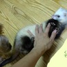 フェレットの里親募集 サムネイル7