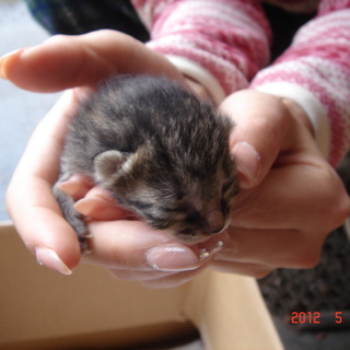 子猫の里親募集します