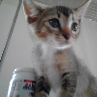 生後約二か月の男の子。沖縄やんばるのマヤーです。