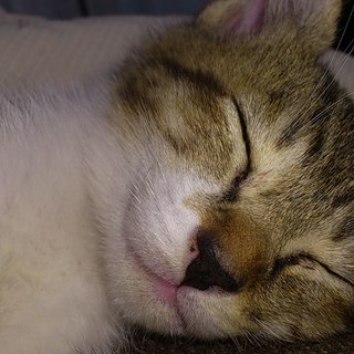 子猫の里親募集