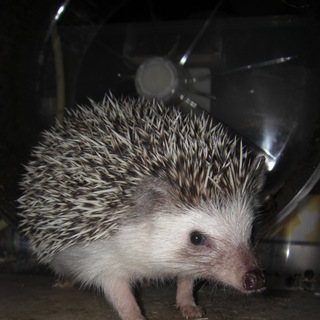 ありがとうございました。