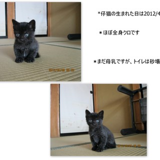 仔猫の里親募集を終了致します