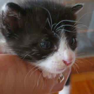 急募！！子猫の里親を探しています。