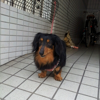 人懐っこいブラックタンの男の子♪