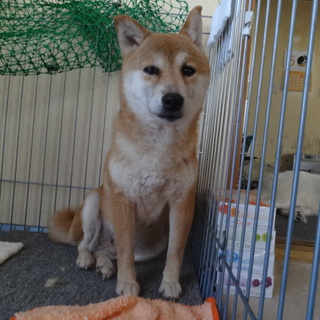 物静かな柴犬　里親募集中