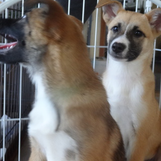 ４ヶ月の女の子　里親募集中