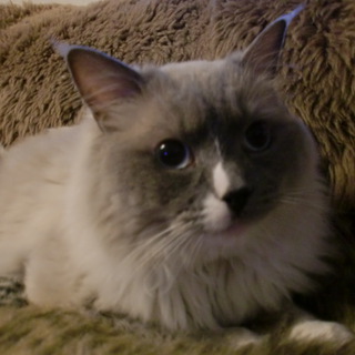 ラグドール　とてもやさしい子です。