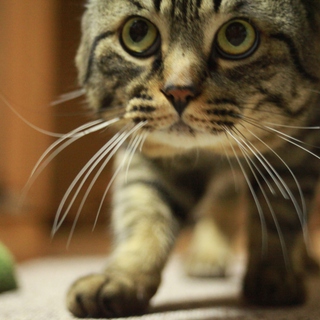 猫の里親探してます。