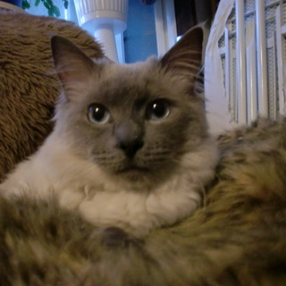 ラグドール　とても人なつっこい子です。