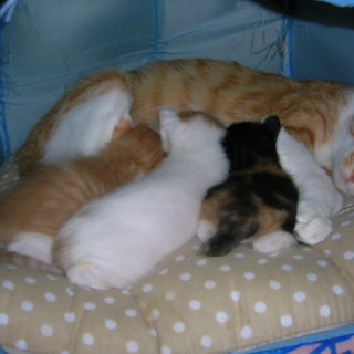 生後３週間の３匹