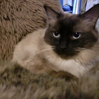 ラグドール　明るく活発な性格です。