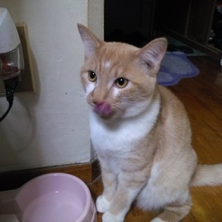 6ヶ月の子猫の里親募集