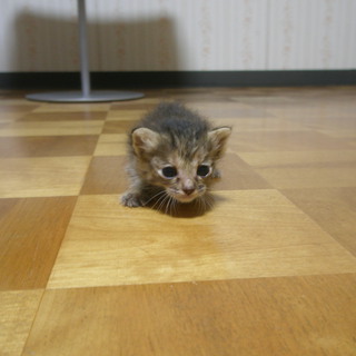 赤ちゃん猫の里親募集