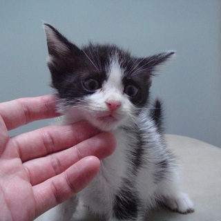 子猫の里親を募集します