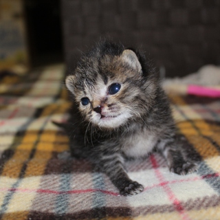 保護した時は生後２週間ほど？