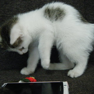 子猫の里親募集