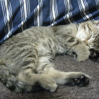 子猫の里親募集