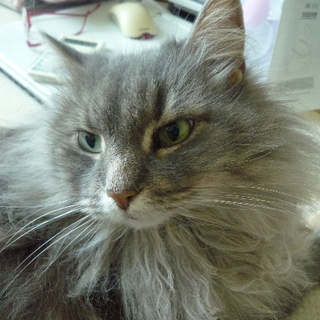 ノルウェージャンフォレストキャット９歳。