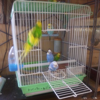 北海道札幌市より九羽のセキセイインコ里親様募集致します。