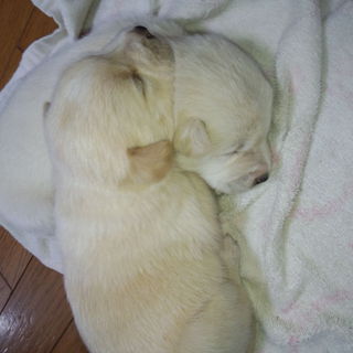 子犬たちの里親を探しています