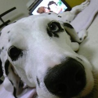 マリン/とてもおとなしく甘えたさん