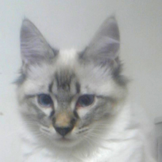 里親様を募集いたします！