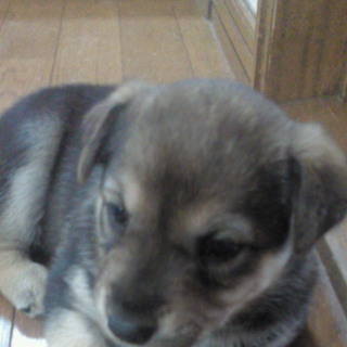 里親になってください