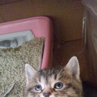 子猫1匹の里親募集です！
