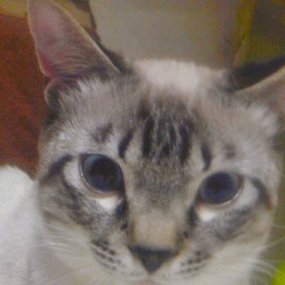 里親様を募集いたします！