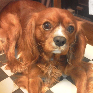 【一時募集停止】一緒に遊んであげられる里親さん募集です