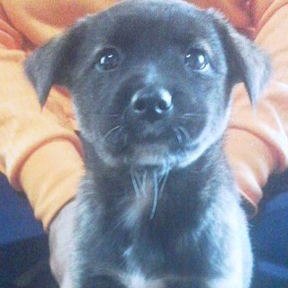 子犬の里親募集中