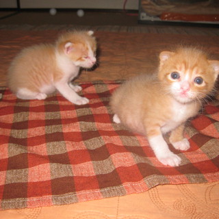 生後約3週間、2匹の兄弟、里親急募