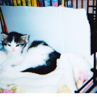 生後１ヶ月の兄妹猫オス・里親さん募集中！