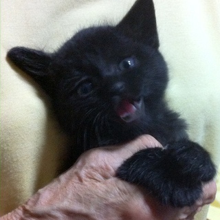 生後１ヶ月の兄妹黒猫オス・里親さん募集！