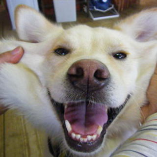 元気で穏やかなミックスの男の子・里親さん募集中！