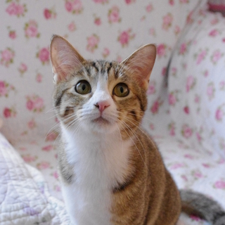 里親様決まりました。