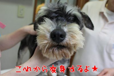 丸刈りだって似合っちゃう！「宇月（うづき）」　ミニチュア・シュナウザー　６歳♂ サムネイル2