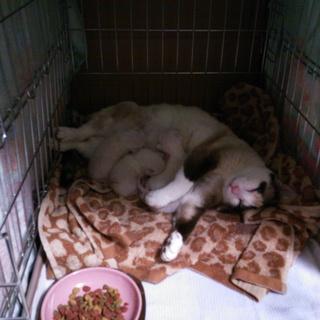 4匹の可愛い子猫たちに良縁を