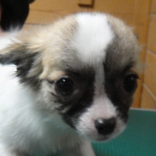 キリリ眉毛の女の子。パピーの魅力たっぷり！　「ミモ」　チワワ　６ヶ月♀