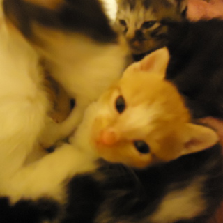 生後約３週間の４匹　里親募集！